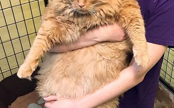 Кот Базука потерял хозяина и попал в приют. Сотрудники помогают рыжему толсятку похудеть