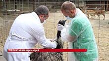 Ветеринарные врачи Ростовской области проводят вакцинацию всего домашнего поголовья и экзотических птиц региона