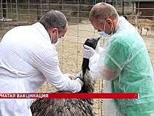 Ветеринарные врачи Ростовской области проводят вакцинацию всего домашнего поголовья и экзотических птиц региона