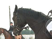 В Гурьевском районе провели открытую тренировку по конкуру