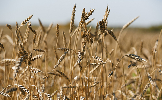 Крестьяне региона добиваются субсидирования перевозок зерна