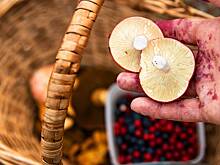 Грибы сыроежки: описание и фото, где и как собирать, как готовить