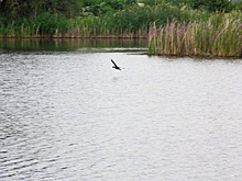 В Самаре планируют углубить озеро Яблонька