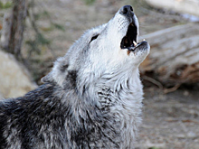 Волки напали на трех человек в Крыму