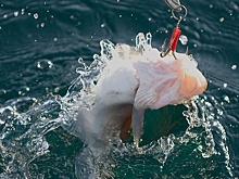 В Норвегии увидели угрозу срыва переговоров с Россией о треске