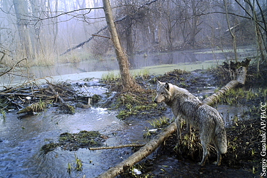 Волки-мутанты из Чернбыля названы угрозой для Европы