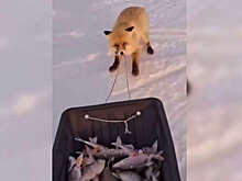 РЕН ТВ: лиса утащила сани с рыбой у рыбака под Астаной