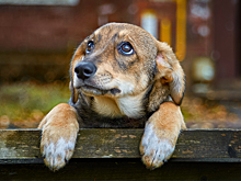 В Татарстане мужчина полгода морил свою собаку голодом и избивал