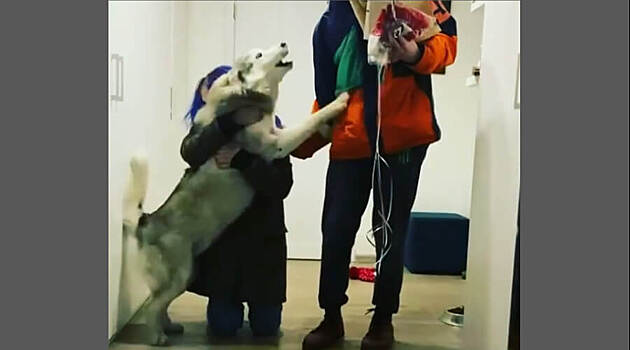 Собачья радость: Белорусский Хатико дождался хозяев из минского изолятора (видео)
