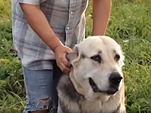 На свадьбе калининградцы собрали 300 кг корма для приюта алабаев с искалеченной психикой