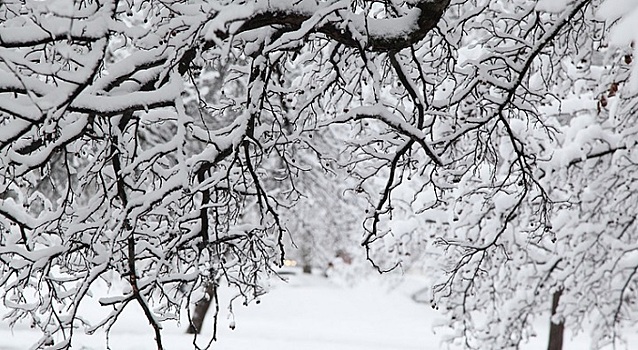 Мокрый снег ожидается в Ростове 23 ноября