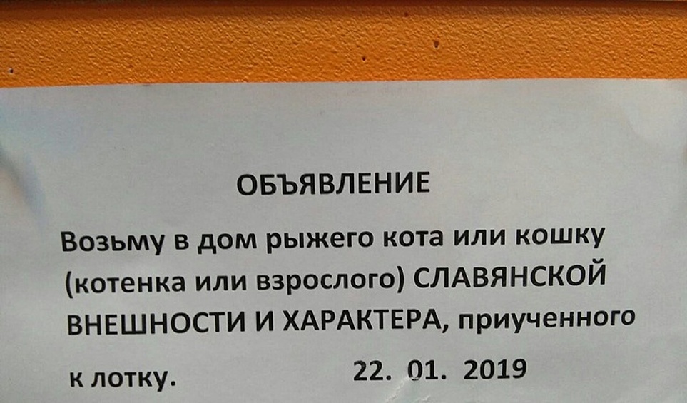 Все четвероногие будут проходить тщательный отбор.