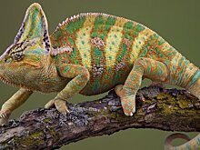 Ученые доказали, что рептилиям не страшны катаклизмы