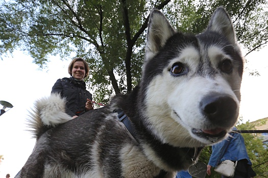 С сентября жителей Московской области обяжут регистрировать собак. Как это будет происходить
