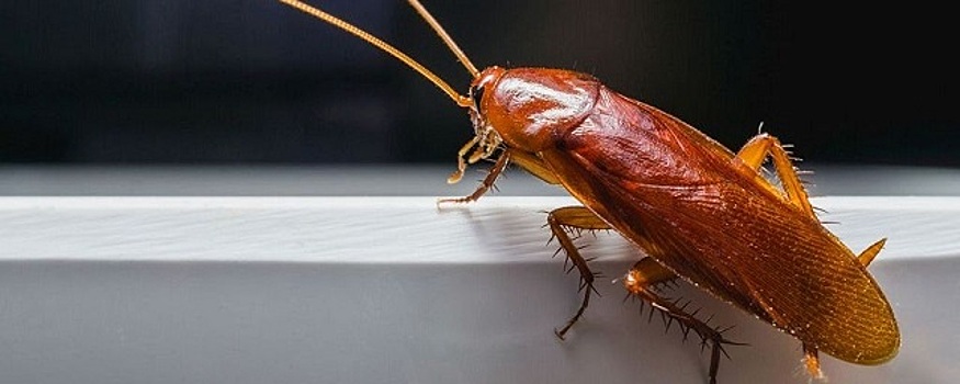 С тараканами в детсаду поселка Сарапулка разбирается прокуратура Свердловской области