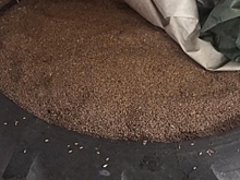 Житель Омской области украл полторы тонны пшеницы