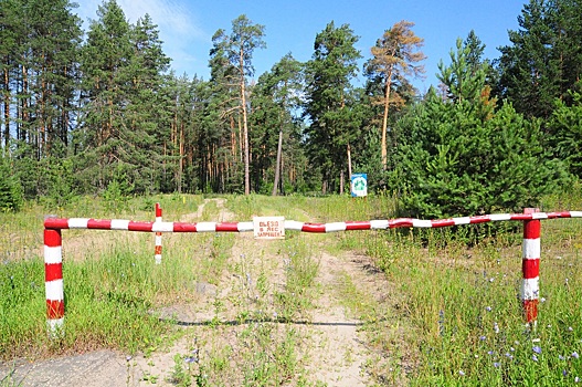 Нижегородец незаконно срубил шесть клёнов на 125 000 рублей