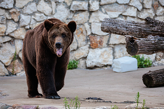 Из-за опасного животного на Байкале закрыли два турмаршрута