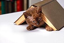 Юные читатели библиотеки в Бибиреве сочинят иллюстрированные истории про кошек