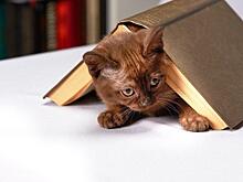 Юные читатели библиотеки в Бибиреве сочинят иллюстрированные истории про кошек