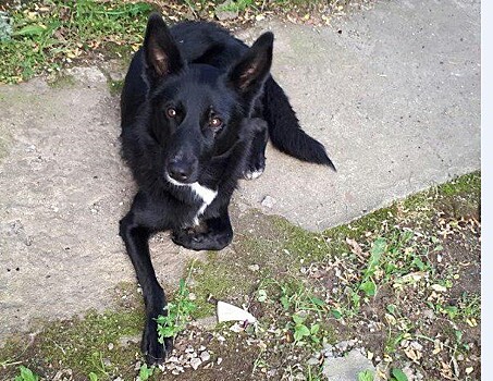 В Дмитровском районе разыскивают хозяина потерявшейся собаки