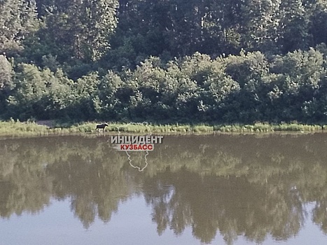 Лось прогулялся по Томи в Кемерове