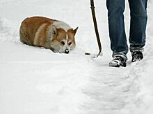 Сугробы и заносы: кому жаловаться, если не убирают снег