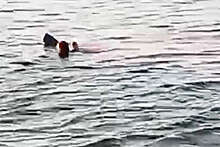 Власти Хургады открыли пирс и разрешили плавать в месте, где акулы напали на туристок