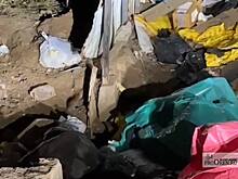 На улицах Оренбурга появились стаи крыс