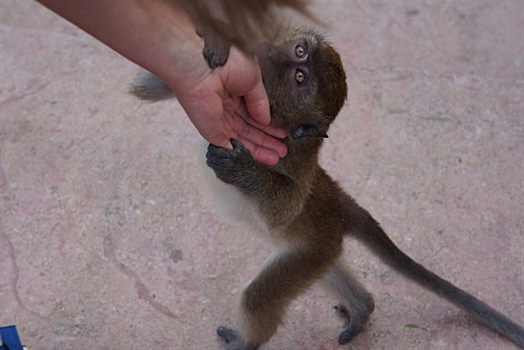 Красноярцев на отдыхе покусали обезьяны