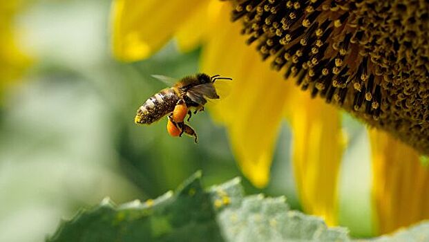 В Кузбассе начали проверку после массовой гибели пчел в двух районах