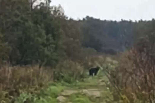 На Сахалине на видео попал медведь, который вышел на трассу