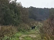 На Сахалине на видео попал медведь, который вышел на трассу