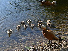 Утиные истории. Огарь на пруду в Конькове отнял птенцов у сородичей