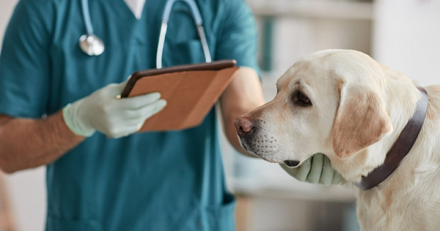 Ветеринар из Москвы разработал эндопротез для собак