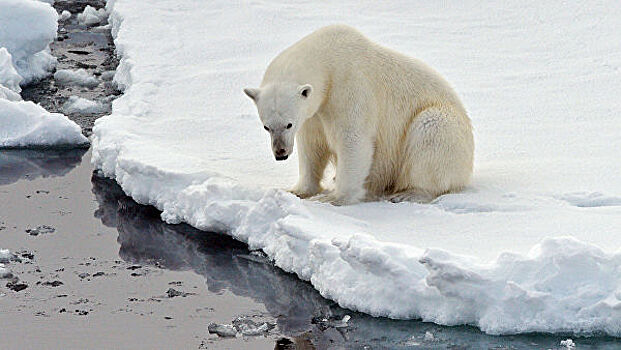 Белые медведи на льдинах переселяются на юг