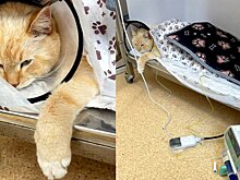 Московские ветеринары спасли кота после остановки сердца на приеме