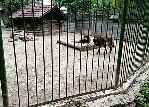 Нижегородцы требуют закрыть зоопарк в парке «Швейцария» из-за жестокого обращения с животными