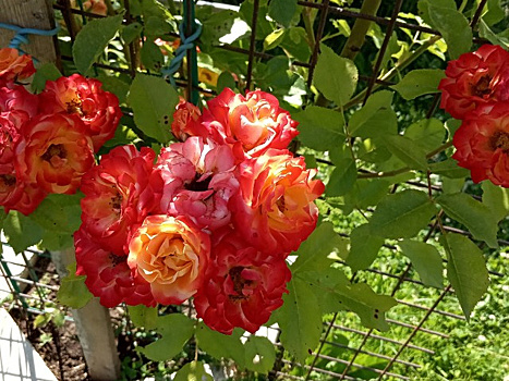 Как укрыть на зиму плетистую розу. Я делаю вот так: быстро и просто