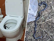 В Волгоградской области женщина обнаружила в своем унитазе ползущую змею
