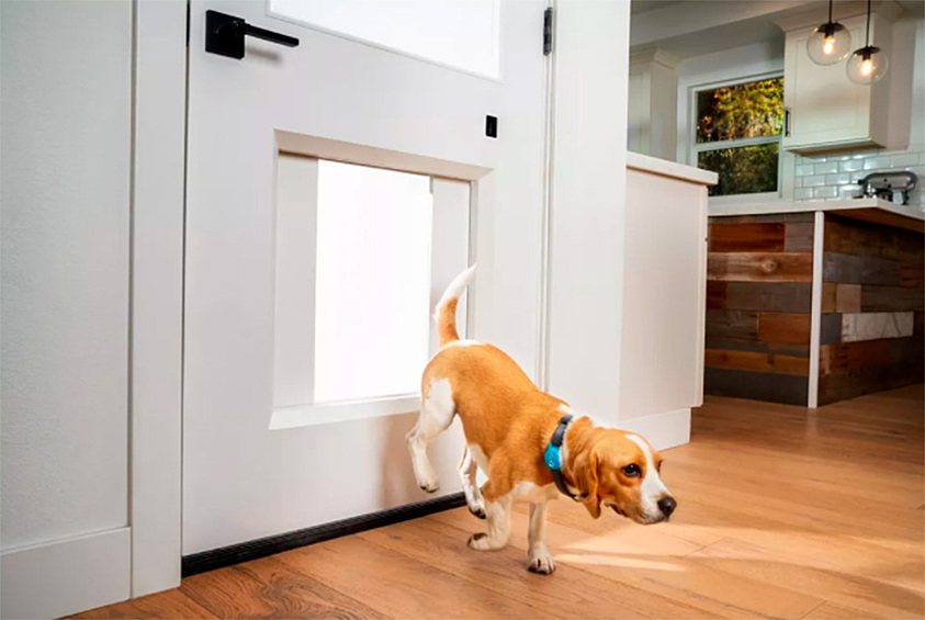 Умная дверь для собаки. MyQ Pet Portal — первая в мире автономная собачья дверь. Она устанавливается в нижнюю часть обычной двери и открывается при приближении специального ошейника с встроенным датчиком. Получается, что животное в любой момент — без участия хозяина — может выйти во двор или на улицу погулять.