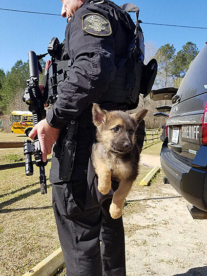 Полицейский щенок.
