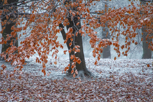 Первые заморозки в Калининградской области ожидаются в начале ноября