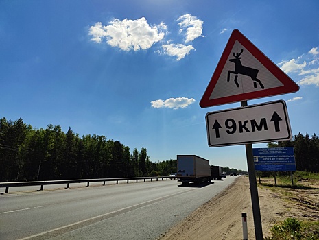 Нижегородских водителей предупредили об опасности из-за брачного периода у лосей