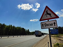 Нижегородских водителей предупредили об опасности из-за брачного периода у лосей