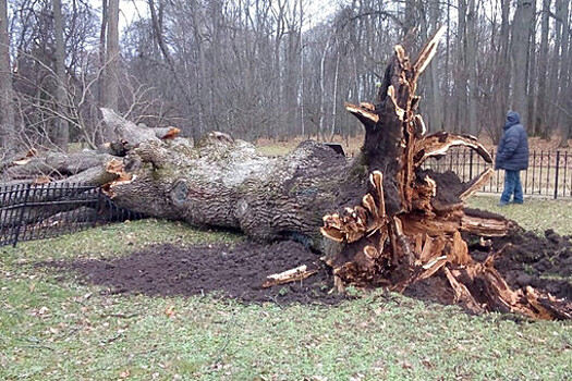 Ураган повалил 198-летний "Тургеневский дуб" в Орловской области