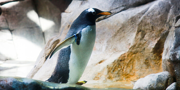 Бесстрашный пингвин приплыл из Новой Зеландии в Австралию