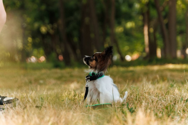 В Самаре продолжат строить городские площадки для дрессировки собак