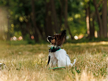 В Самаре продолжат строить городские площадки для дрессировки собак