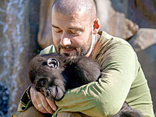 Многодетный отец обезьян: как быть счастливым, когда в тебя плюется орангутан